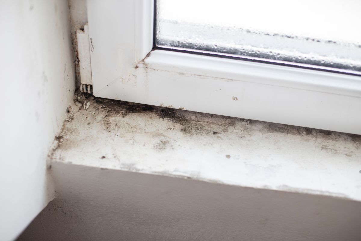 mold growth